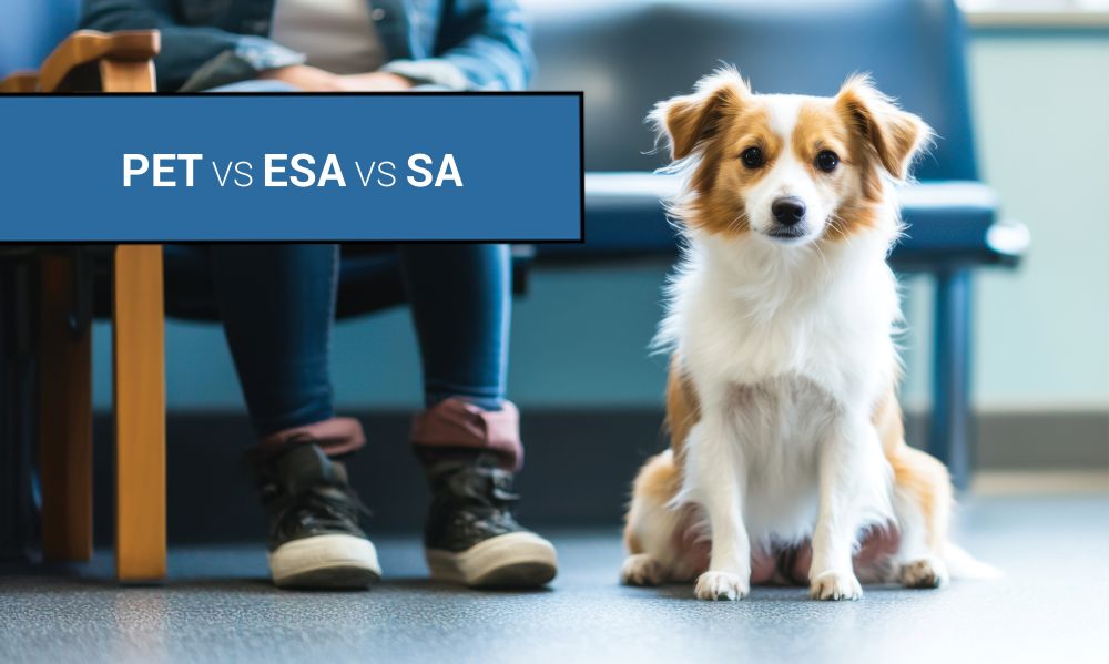 Understanding the Differences: Pets vs. Service Animals vs. Emotional Support Animals (ESA)